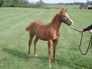 2010 Sorrel Filly