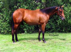 2009 Bay Mare