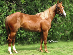 2009 Sorrel Mare