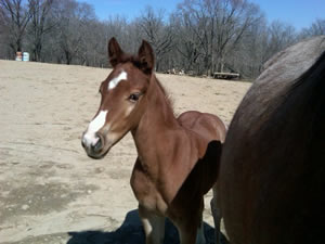 2011 Red Roan Stud