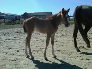 2011 Liver Chestnut Filly