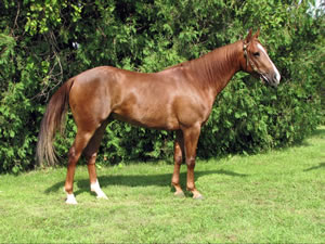 2008 Sorrel gelding