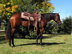 2008 Dark Bay Mare