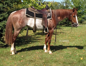 2008 Chestnut Mare