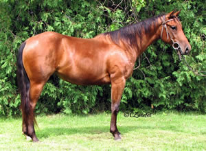 2009 Bay Mare