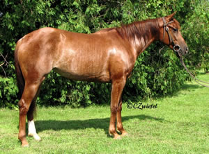 2009 Liver Chestnut Mare