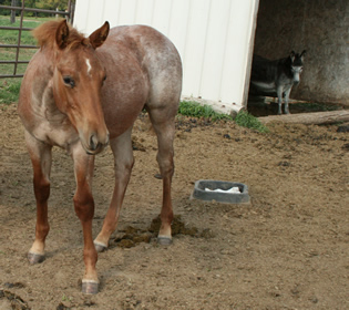 2009 Red Roan Colt